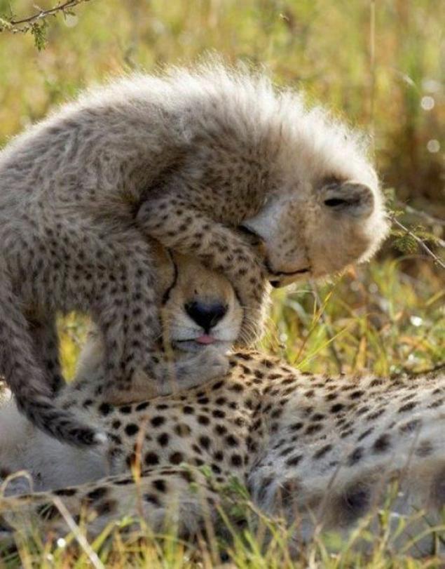 A ridiculously large collection of animals and their babies [75 pictures] 22 Words