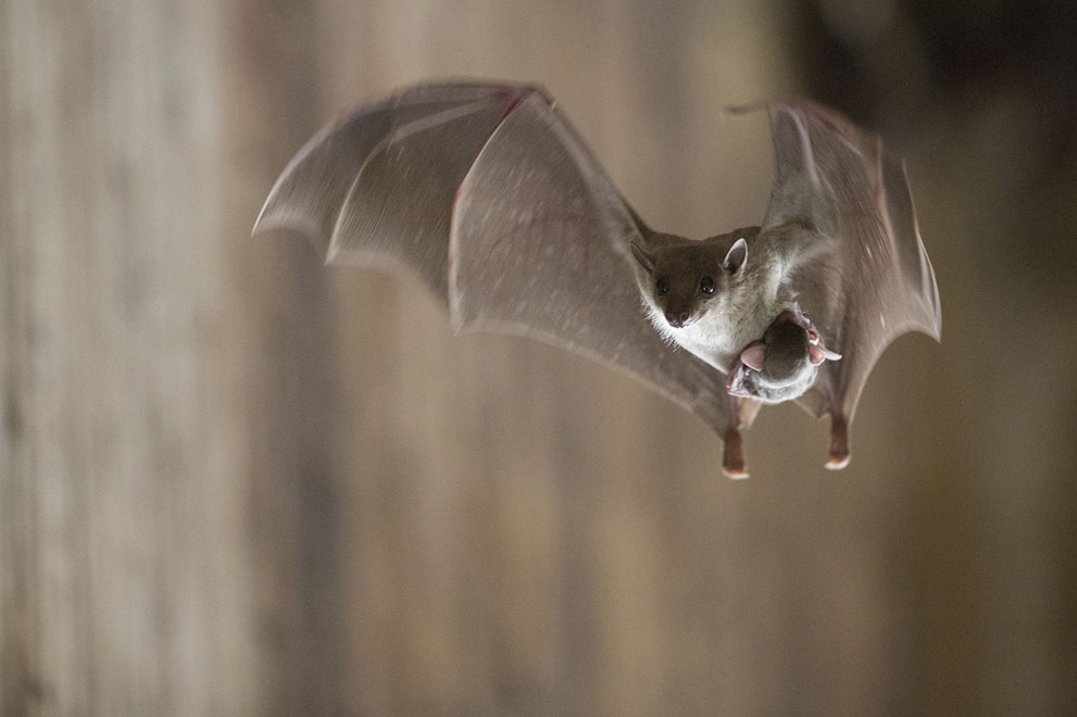 Videos Of Bats Giving Birth at Pearlie Inman blog