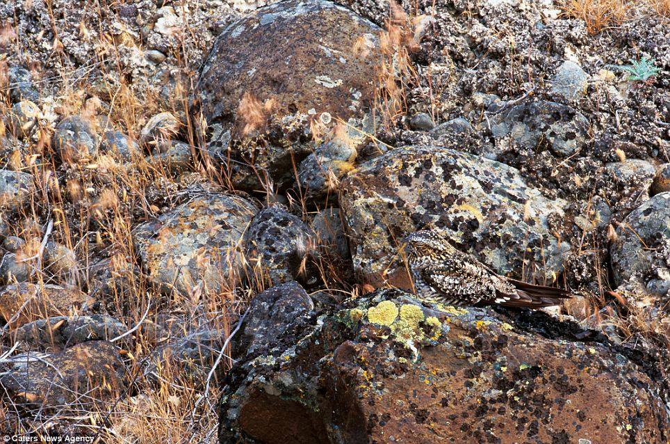 can you find the hidden animals in these 20 wildlife photos 22 words