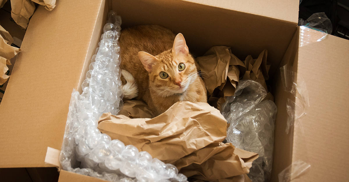 Voted "Funniest Video of AllTime," meet the laughing quadruplets — The