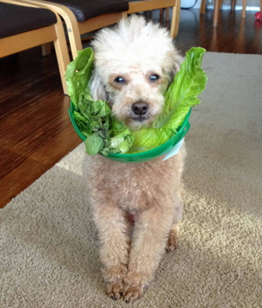 18 People Who Knew Exactly What To Do With Their Dog S Cone Of
