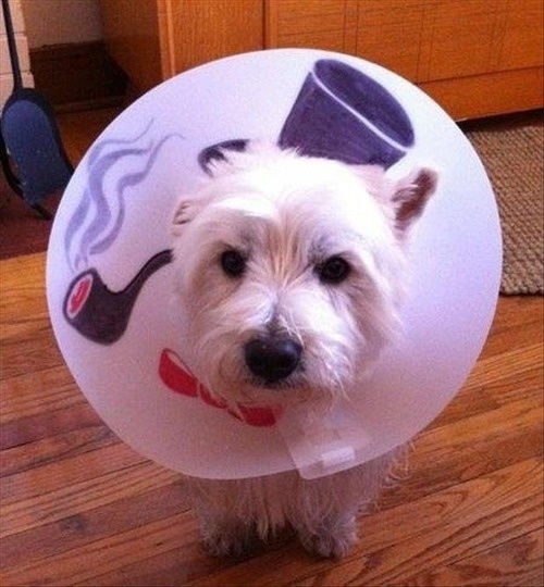 18 People Who Knew Exactly What To Do With Their Dog's Cone of Shame
