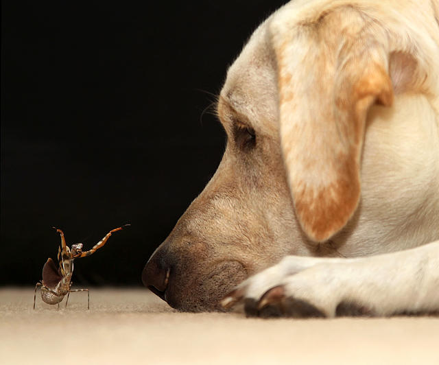 Mantis tries to intimidate dog and fails 22 Words