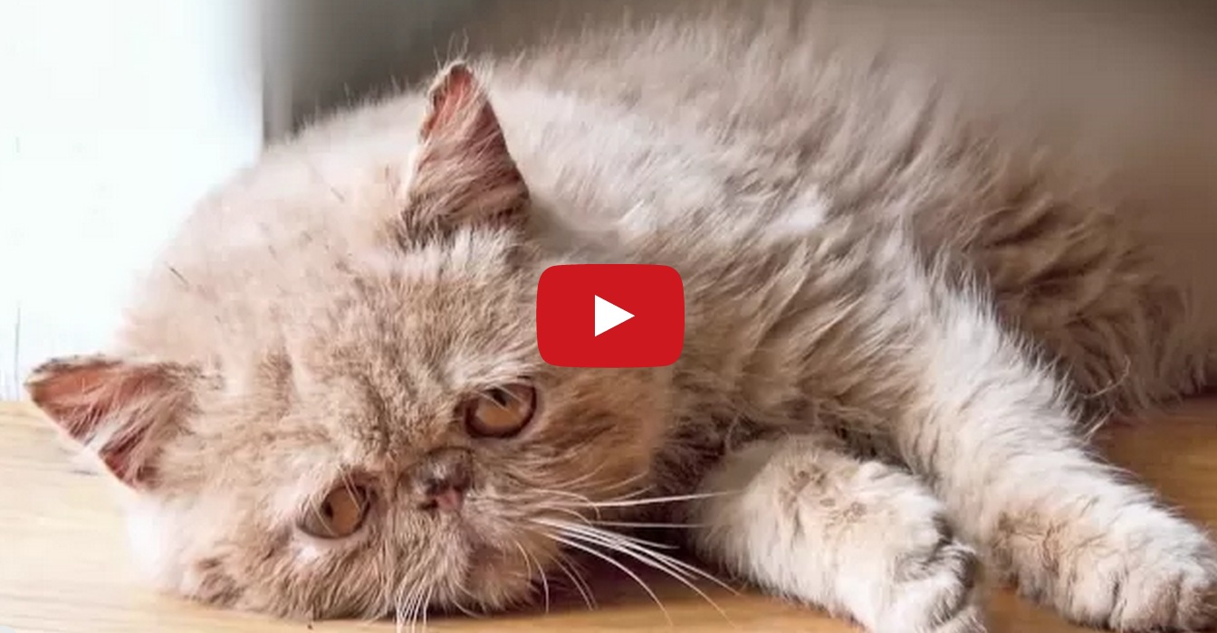 Narration of what goes on inside a cat's head all day 22 Words