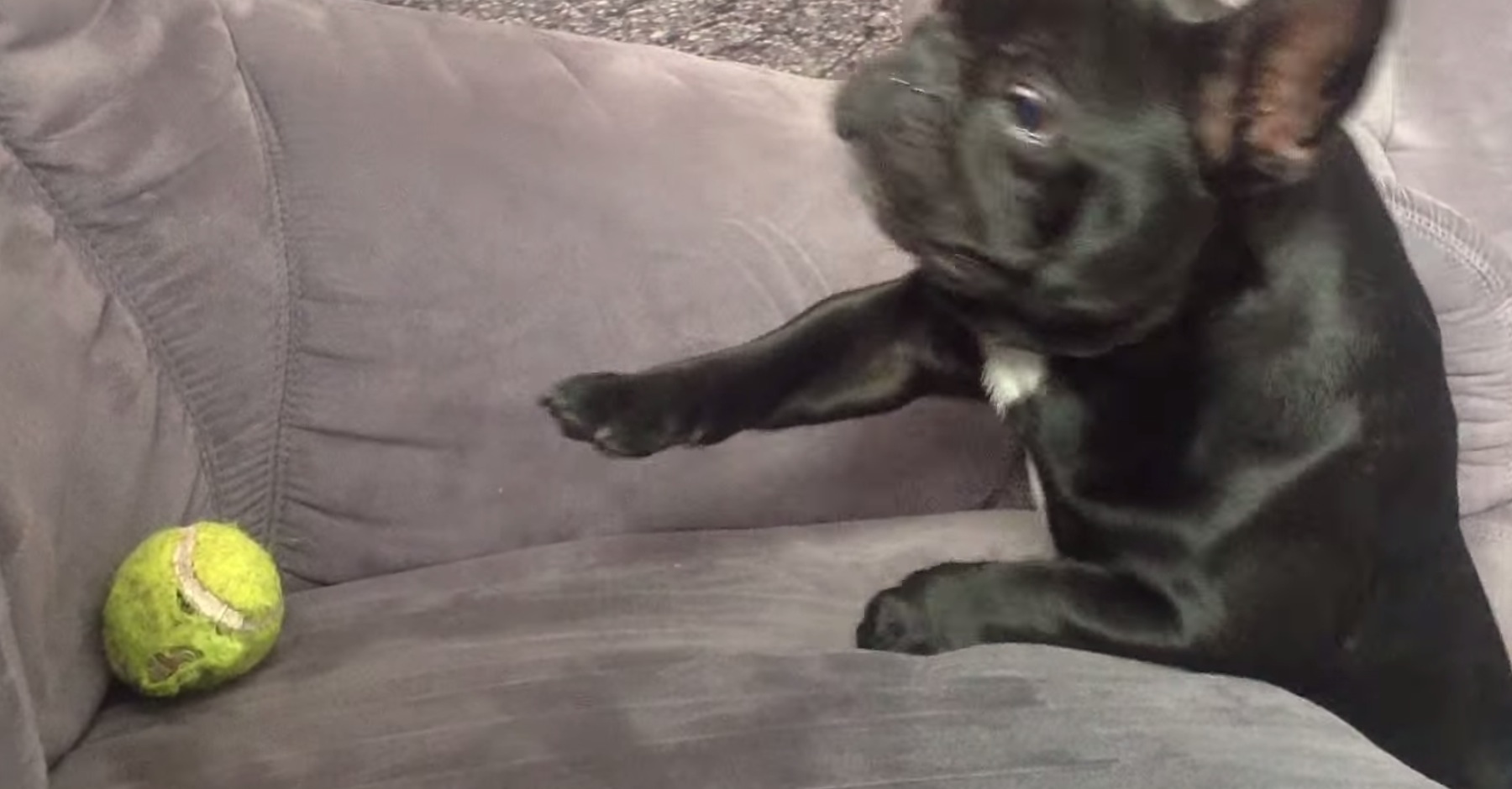 Adorable pup just can't...get...his...ball 22 Words