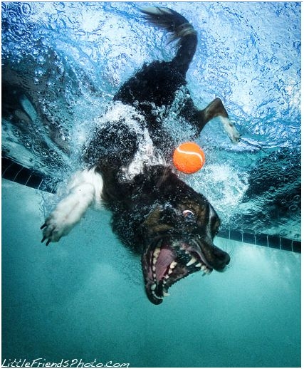 Underwater Dog - 06