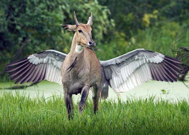 antelopebirdthing