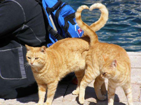 catttails