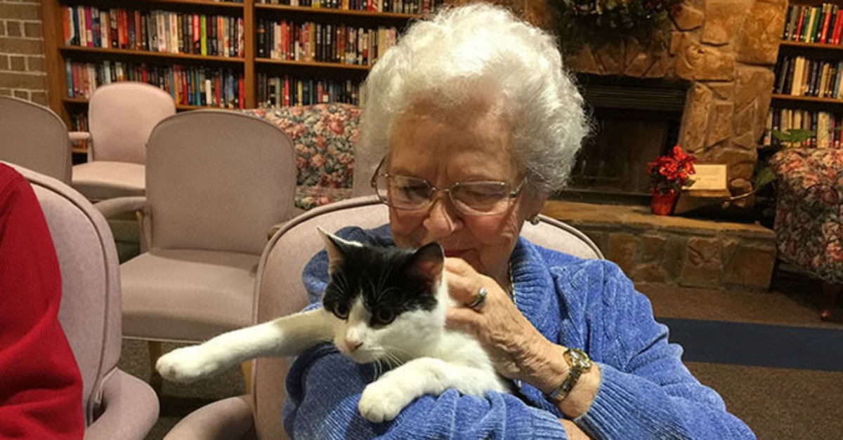 This AMAZING Shelter Brings Senior Cats To Seniors Citizens In Nursing