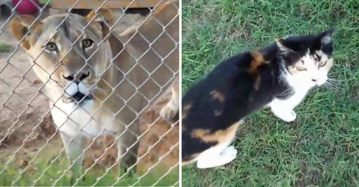 Kitten Proves She s No Scaredy Cat Against Lion 22 Words kitten-proves-she-s-no-scaredy-cat-against-lion-22-words