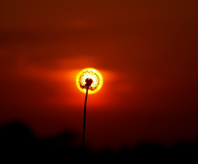 firedandolion