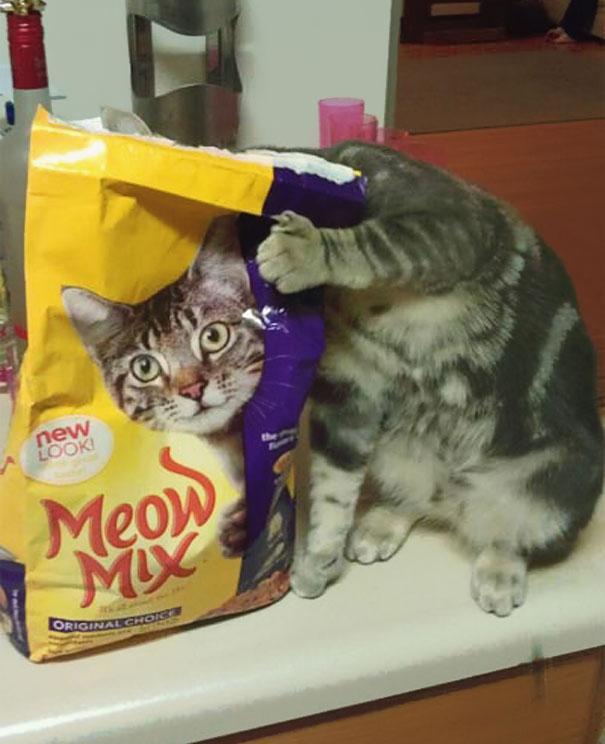 meowmix