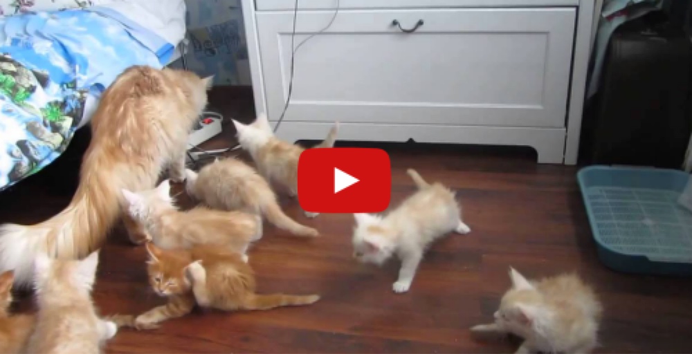 Mama cat accidentally spooks her 8 little kittens sending them diving for cover 22 Words