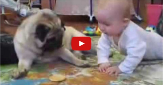 pug won t eat food drink 22 words pug won t eat food drink 22 words