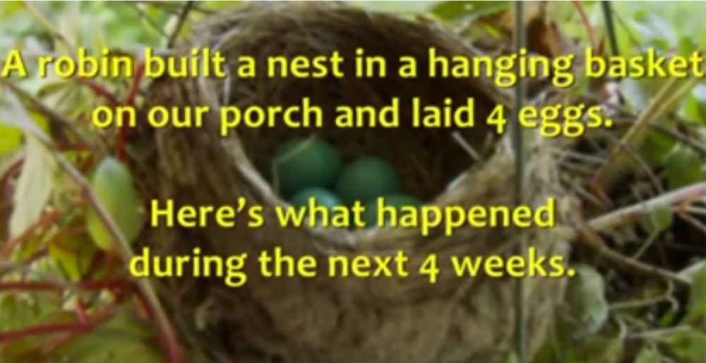 Beautiful and surprisingly poignant footage of a mother robin raising