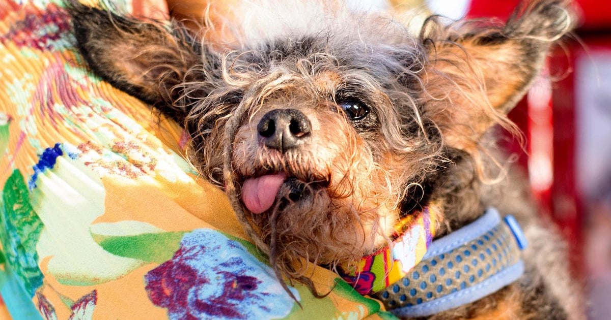World S Ugliest Dog Crowned And He Is Indeed Very Very Ugly 22