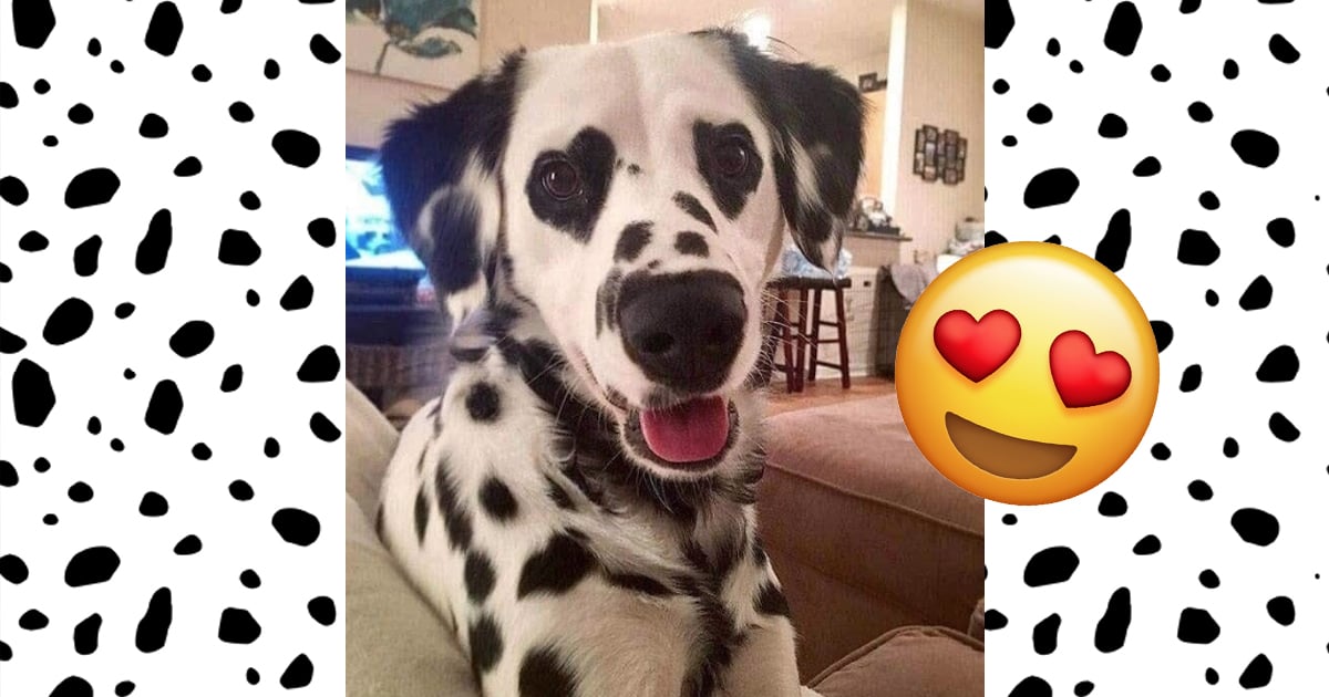 29 Animals With Incredibly Unique Markings 22 Words
