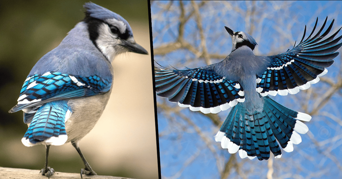 The Stunning Feathers of the Common Blue Jay Are Anything but Common