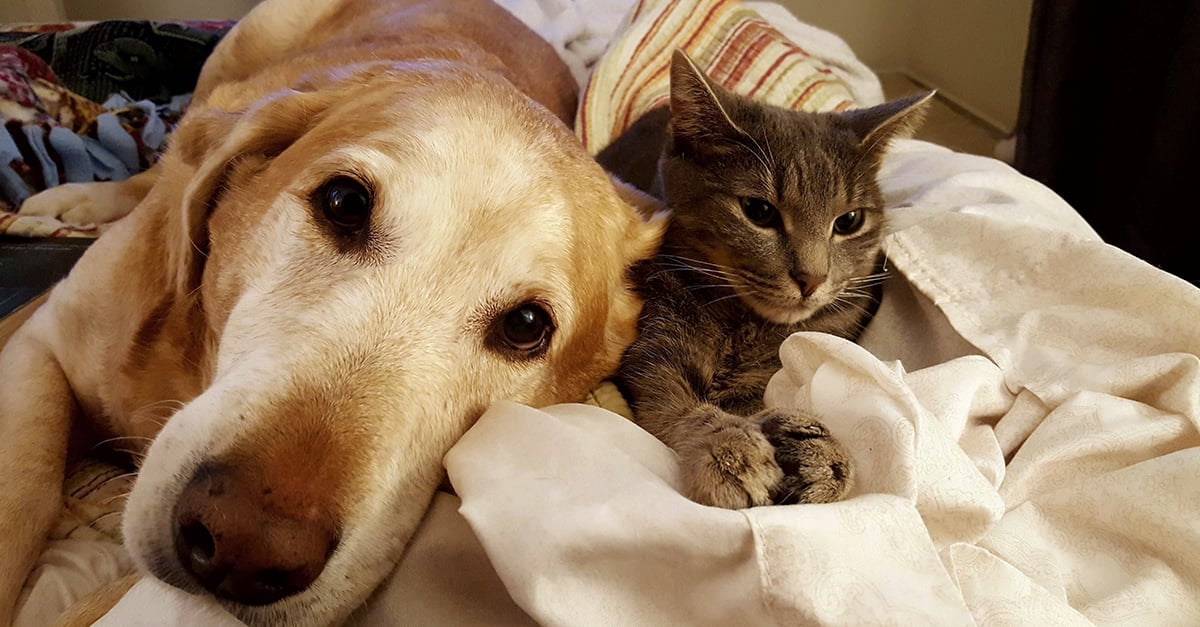 Cats and Dogs Subverting Expectations and Being Best Friends 22W