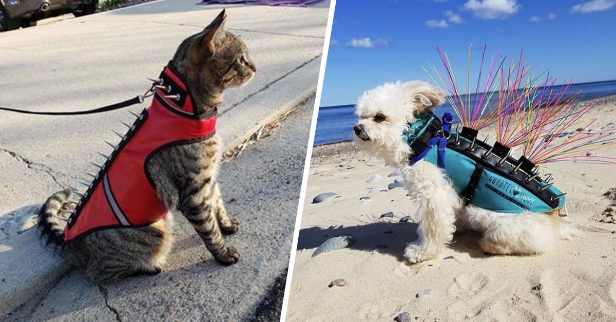 Coyote-Proof Animals Vests Are the Best Thing on the ...