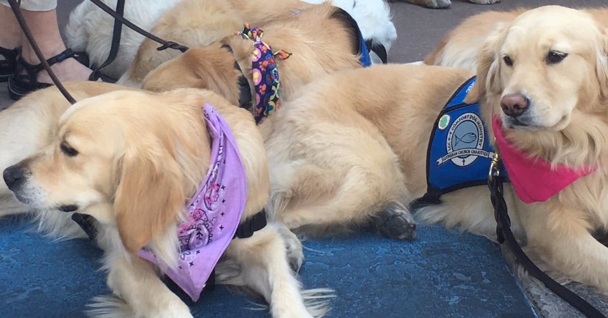 These Golden Retriever Comfort Dogs Were Sent To Las Vegas To