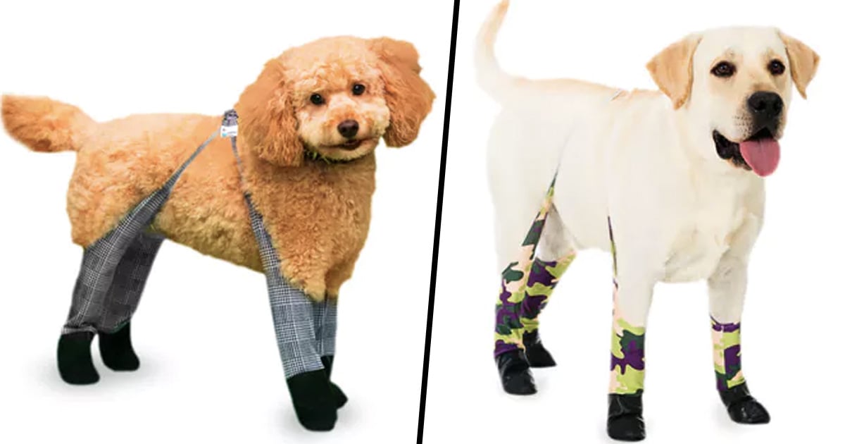 Dog Leggings Are The Perfect Thing To Keep Your Pet Warm 22 Words