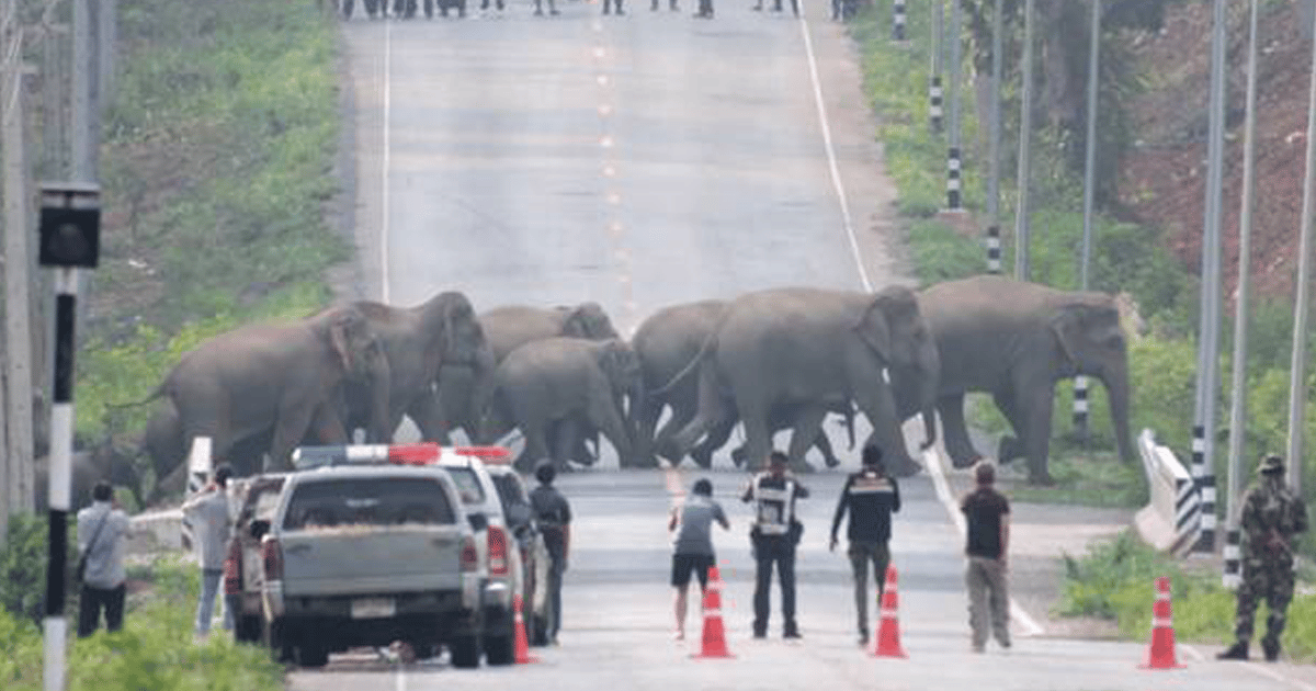 Incredible Moment Herd of 50 Elephants Cross a Road in Thailand