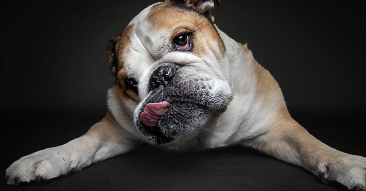 Here Are Some Amazing Pictures Of Dogs Mid Treat Catching 22 Words Pictures Of Dogs Mid Treat Catching