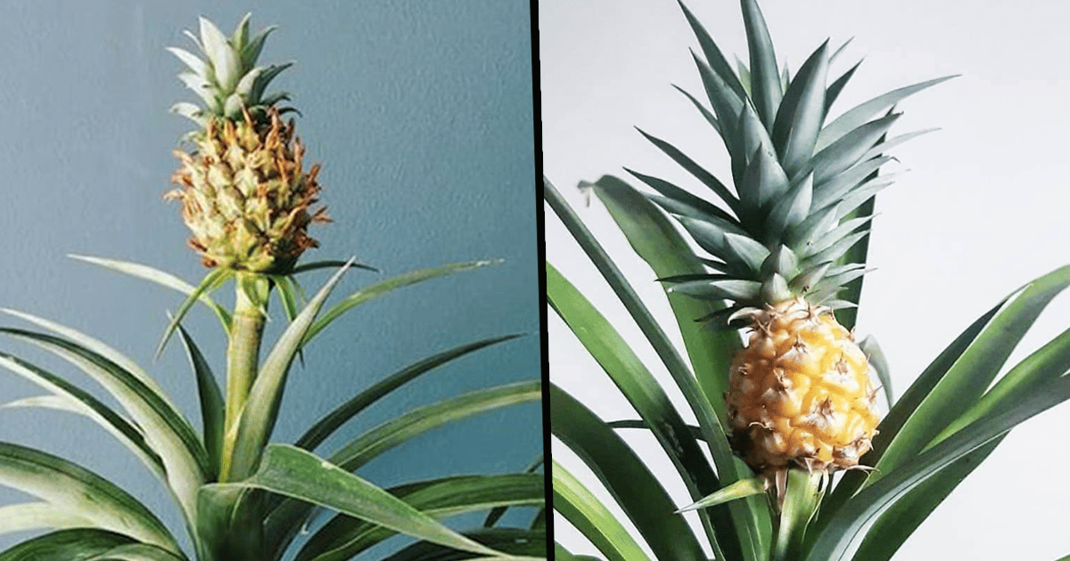 You Can Now Buy Your Home An Indoor Pineapple Tree