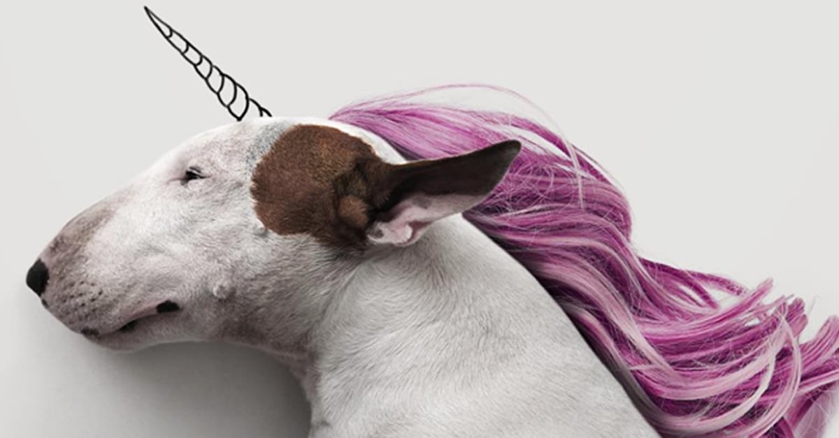 30 Hilarious Drawings Featuring One Handsome Bull Terrier 22 Words