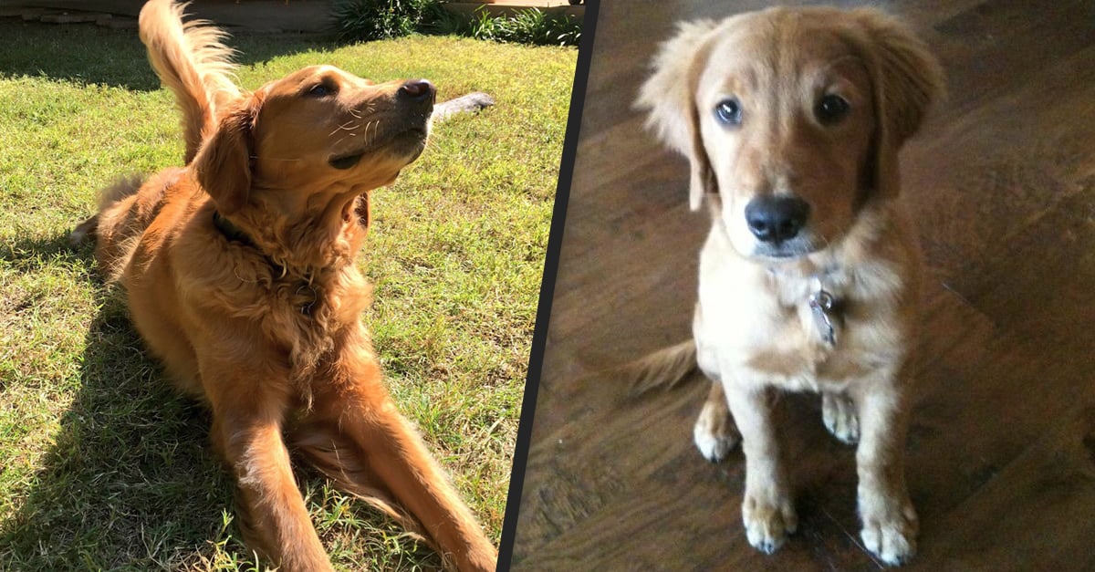 You Need to Read the Story of Hank the Hero Dog | 22 Words