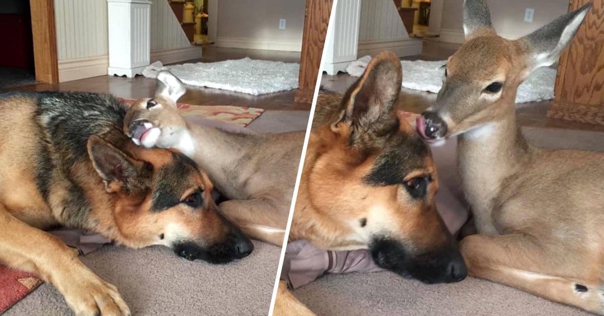 German Shepherd Makes the Best Pillow for Orphaned Fawns