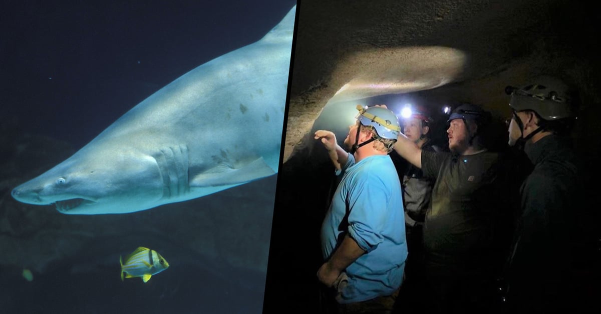 Head of Giant 330-Million-Year-Old Shark Found in Kentucky Cave Wall