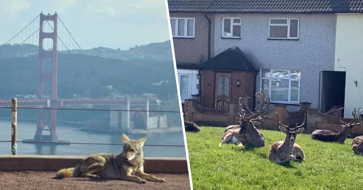 Animals Invade Cities as People Self-Isolate at Home