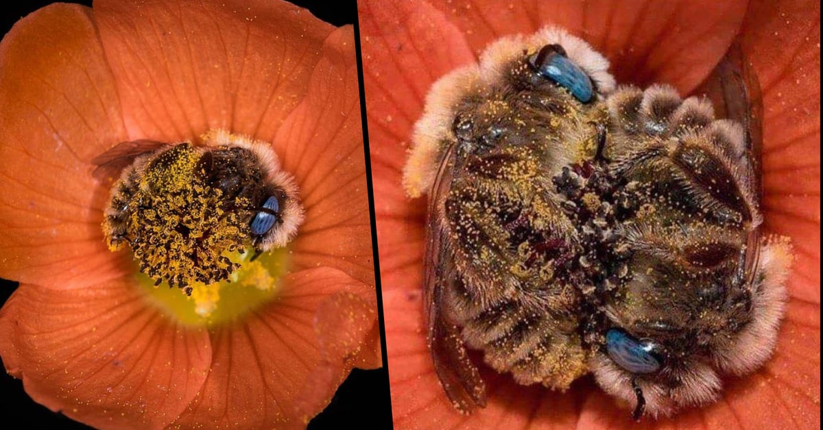 Photographer Captures Adorable Pictures of Bees Sleeping in Flowers