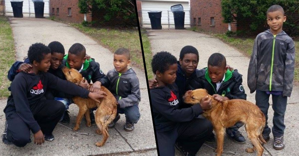 4 Young Boys Rescue Starving, Abandoned Dog Tied to House With ...