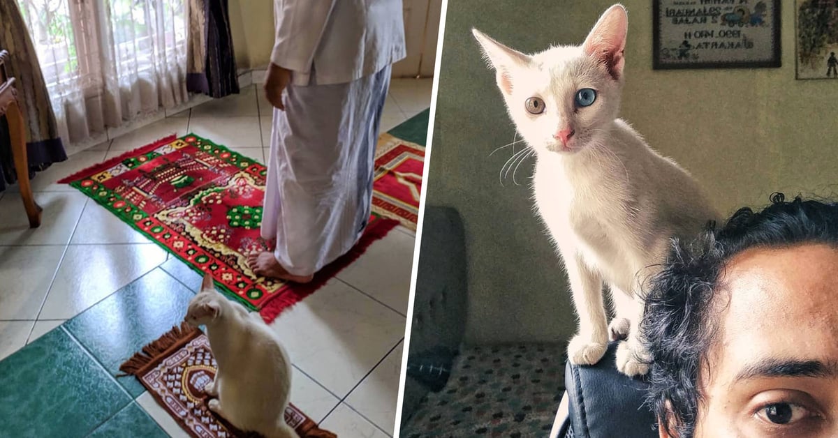 Cat Gets Her Own Little Rug so She Can Join Her Family's Prayer Time