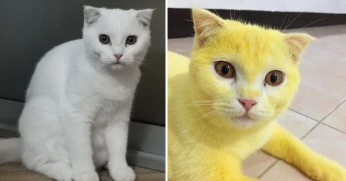 Cat Turns Bright Yellow After Receiving Turmeric Treatment for Infection