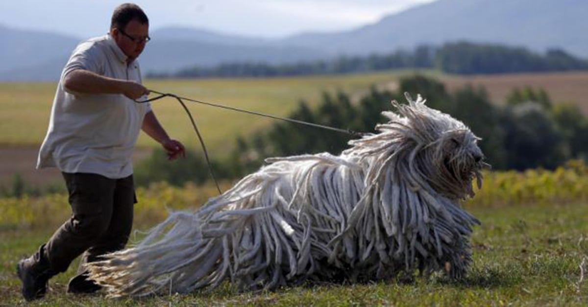 If You Re A Fan Of Big Dogs Get Familiar With These 18 Giant And Cute Breeds 22 Words