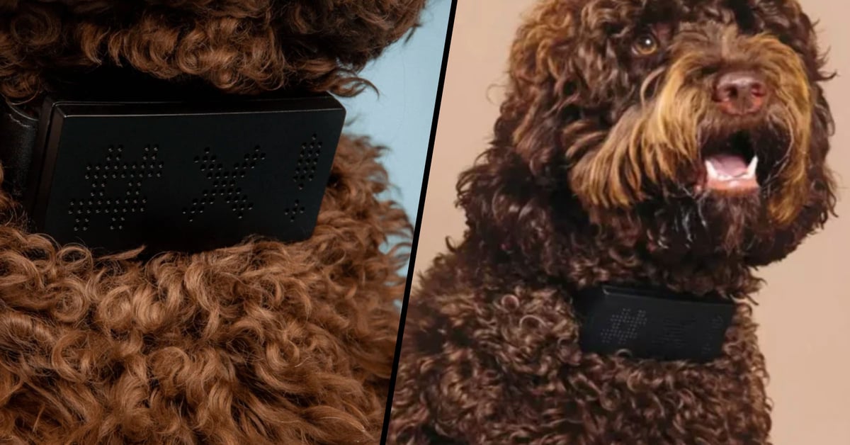 Genius Dog Collar Translates Your Pets Barks Into Curse Words