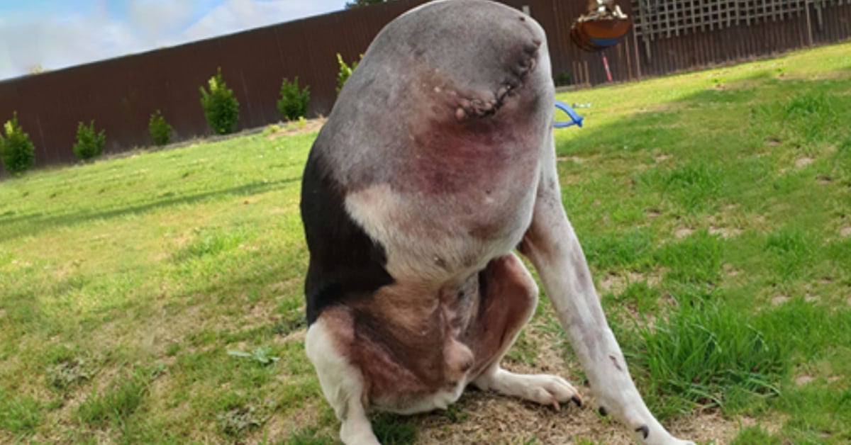 People Are Having Trouble Understanding This Dog Picture