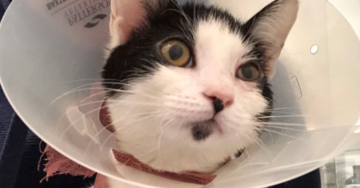 'Drunk Guy' Memes Are a Window Into Pets' Hilarious Antics ...