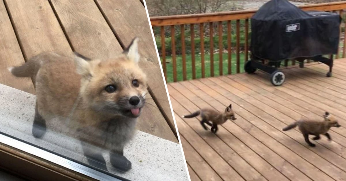 Baby Foxes Show Up At A House And The Pictures Are So Cute