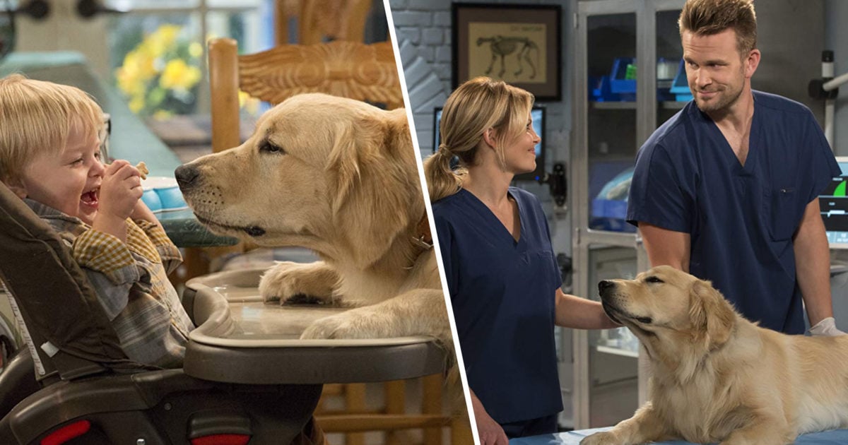 'Fuller House' Dog Cosmo Has Passed Away