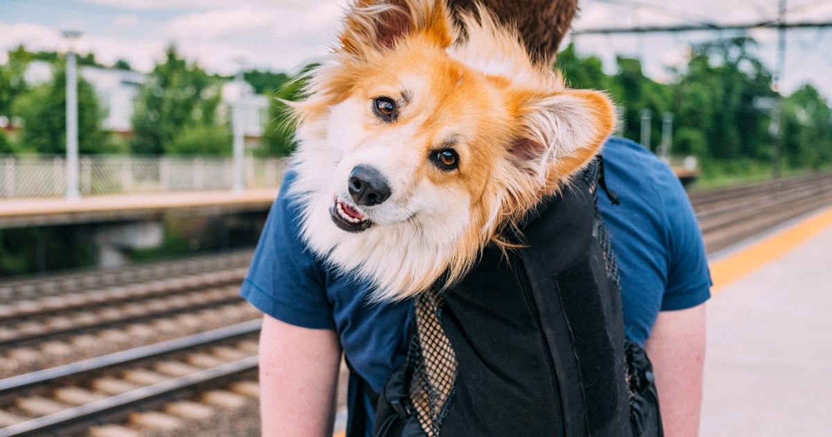 Pet Owners Fit Their Dogs Into Bags In Order To Ride On The Subway