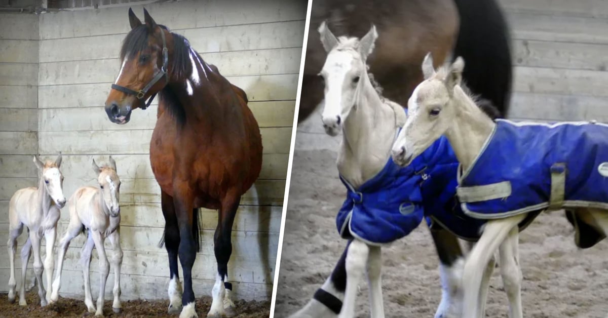 Horse That Gave Birth to Identical Twins Has Another Set of Twins 18