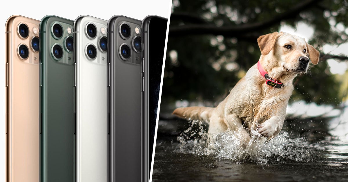The iPhone 11 Will Have Pet Portrait Mode, so You Can Take Even Better
