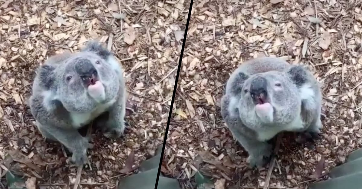 People Are Freaking out After Hearing the ‘Crazy’ Noise Koalas Make