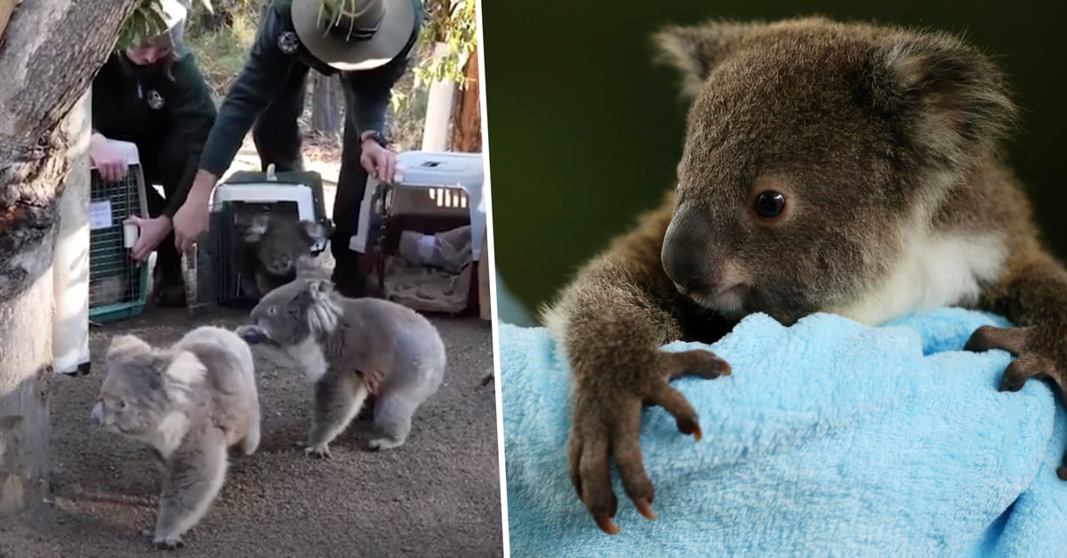 Koalas Finally Return Home After Australia's Devastating Bushfires 22W