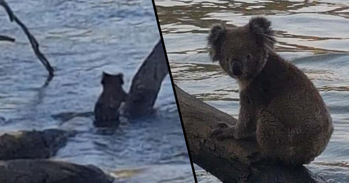 Koala Cools Off From Bushfire Heat By Taking A Dip In A River In